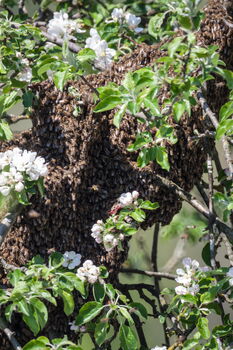 Bienenschwarm im blühenden Obstbaum Eine Nahaufnahme zeigt einen großen Bienenschwarm, der sich als dichte, dunkle Traube um einen Ast eines Baumes geschart hat. Der Baum steht in voller Blüte und ist mit zahlreichen weißen Blüten und frischen grünen Blättern bedeckt.