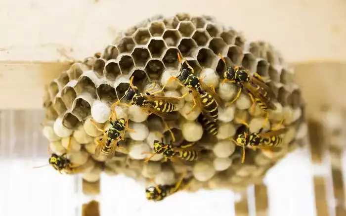 Eine Nahaufnahme zeigt ein grau-beiges Wespennest aus papierartigem Material. Auf der Wabenstruktur mit ihren sechseckigen Zellen krabbeln mehrere gelb-schwarz gestreifte Wespen. Viele der Zellen sind mit weißen Deckeln verschlossen, das ist Brut.