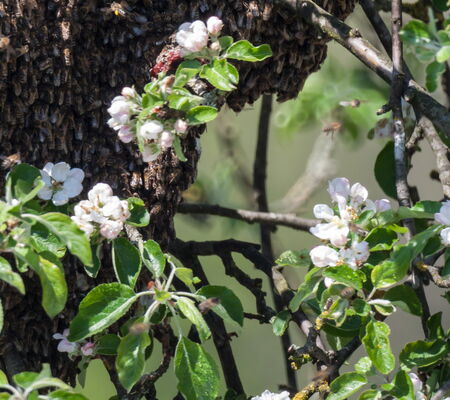 Bienenschwarm im blühenden Obstbaum Eine Nahaufnahme zeigt einen großen Bienenschwarm, der sich als dichte, dunkle Traube um einen Ast eines Baumes geschart hat. Der Baum steht in voller Blüte und ist mit zahlreichen weißen Blüten und frischen grünen Blättern bedeckt.
