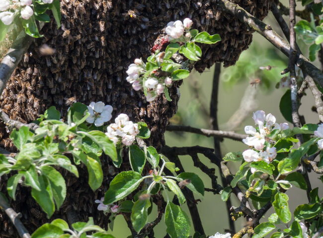Eine Nahaufnahme zeigt einen großen Bienenschwarm, der sich als dichte, dunkle Traube um einen Ast eines Baumes geschart hat. Der Baum steht in voller Blüte und ist mit zahlreichen weißen Blüten und frischen grünen Blättern bedeckt.