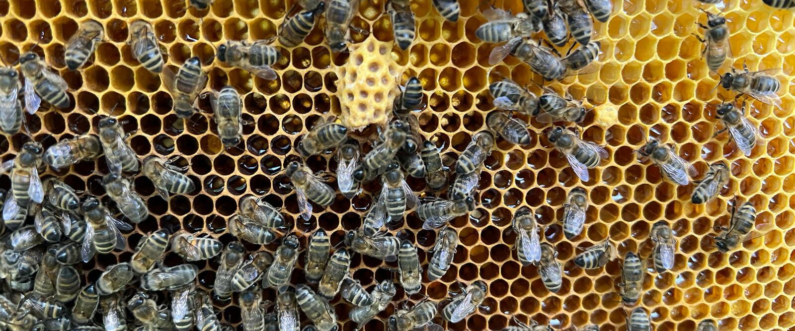 Nahaufnahme eines Bienenstocks mit mehreren Bienen auf Waben mit sechseckigen Zellen