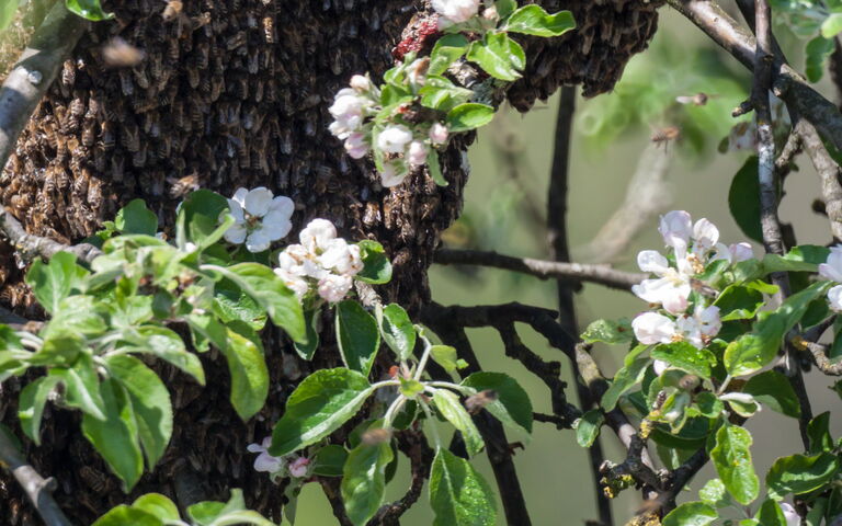 Eine Nahaufnahme zeigt einen großen Bienenschwarm, der sich als dichte, dunkle Traube um einen Ast eines Baumes geschart hat. Der Baum steht in voller Blüte und ist mit zahlreichen weißen Blüten und frischen grünen Blättern bedeckt.